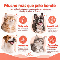 Beneficios del aceite de salmón para perros y gatos: apoyo a piel, pelo y articulaciones con omega-3