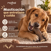 Asta de ciervo natural - Enteras