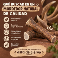 Asta de ciervo natural - Enteras