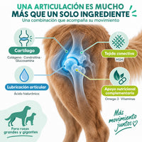 Beneficios del condroprotector para perros grandes: apoyo al cartílago, la movilidad y la flexibilidad