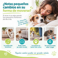 Cuándo dar el condroprotector a perros pequeños, medianos y gatos