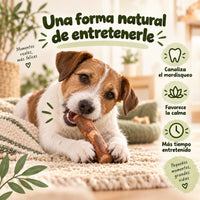 Palo de olivo para perros: masticación que ayuda a su higiene dental