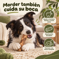 Perro masticando un palo de madera de olivo Maikai Pets