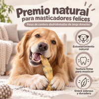 Perro disfrutando de una pata de cordero deshidratada, premio natural para masticar