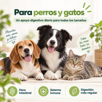 Gato con el probiótico natural Maikai Pets