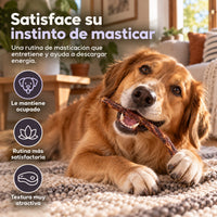Perro masticando rabo de toro, snack que satisface su instinto de masticar