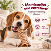 Perro masticando una tráquea de ternera, masticación que entretiene