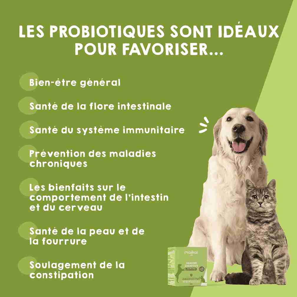 Probiotique naturel pour l’immunité et la digestion des chats