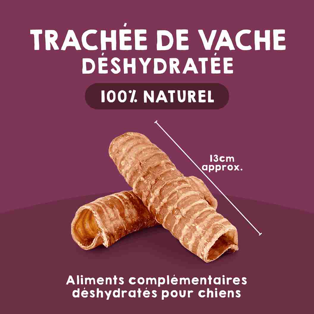 Trachée de vache comme friandise naturelle à mâcher pour chiens