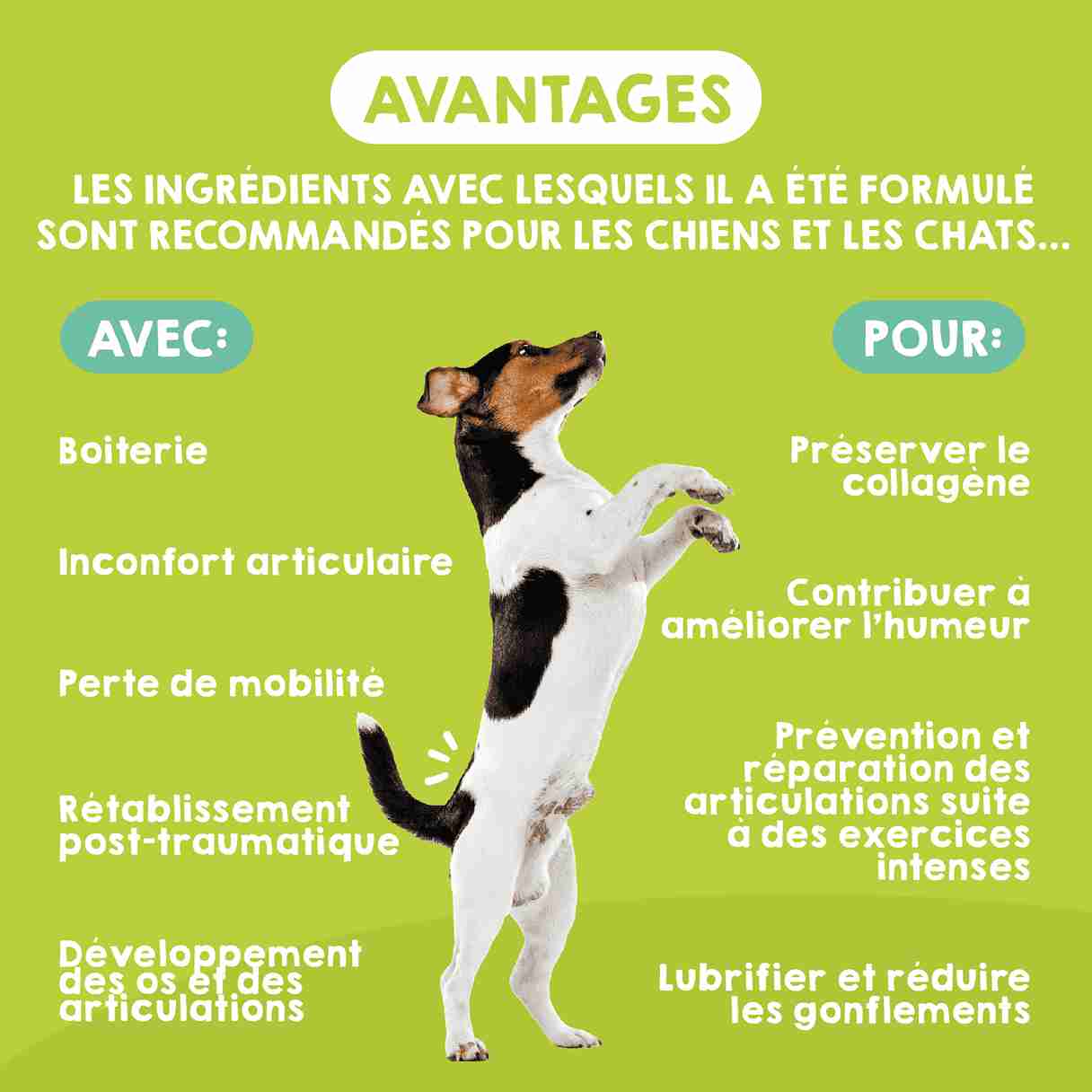 Amélioration du confort articulaire chez les chiens de petites races et les chats