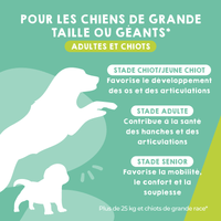 Complément articulaire pour soutenir les articulations des grands chiens