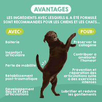 Complement alimentaire pour soutenir les articulations des chiens de grande taille
