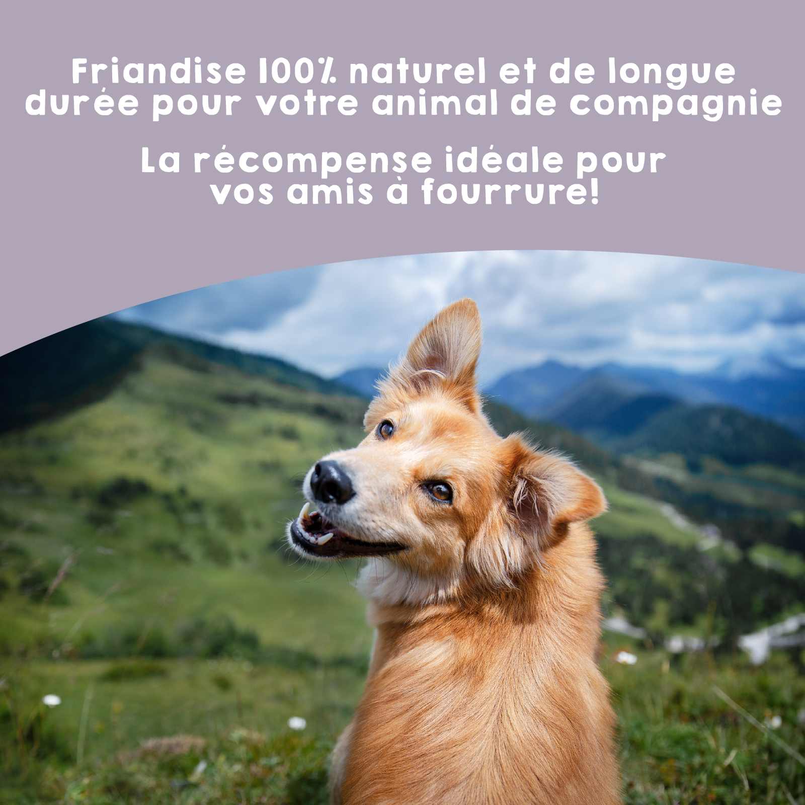 Nerf de bœuf naturel comme friandise pour chiens