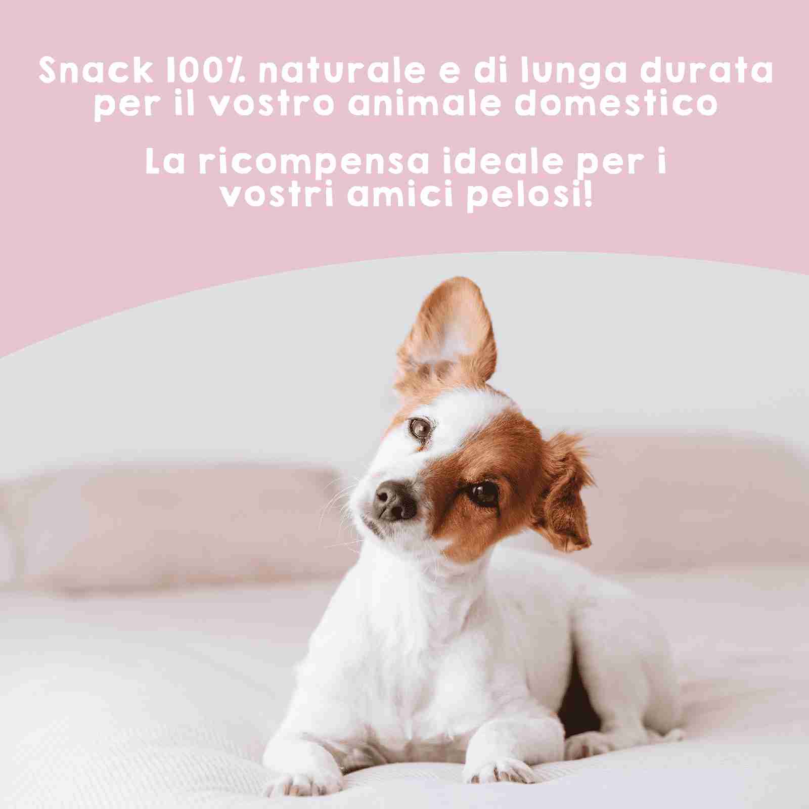 Giocattolo naturale da masticare in orecchie di maiale per cani