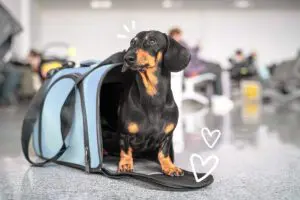 Dog in its carrier to be able to travel in the aeroplane cabin