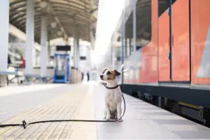 Dog waiting on the platform for a ride on the train