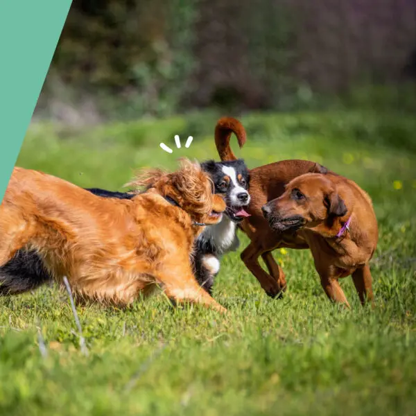 condroprotectores perros - artrosis - MAIKAI PETS