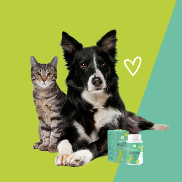 Condroprotectores perros y gatos - displasia - artritis