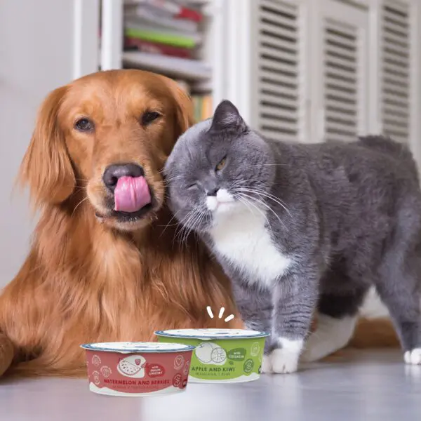 Perro y gato disfrutando de un helado para mascotas de MAIKAI Pets.