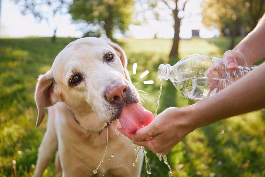 eau potable pour chiens hydratation Maikai Pets