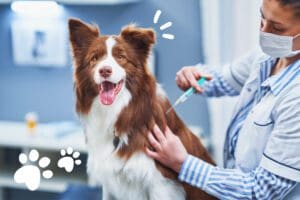 White and brown border collie dog with diabetes being given an injection at the vet.