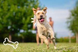 Happy dog running outdoors