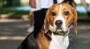 olio-di-salmone-per-cani-benefici-dose-utilizzo
