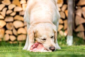golden-retriever