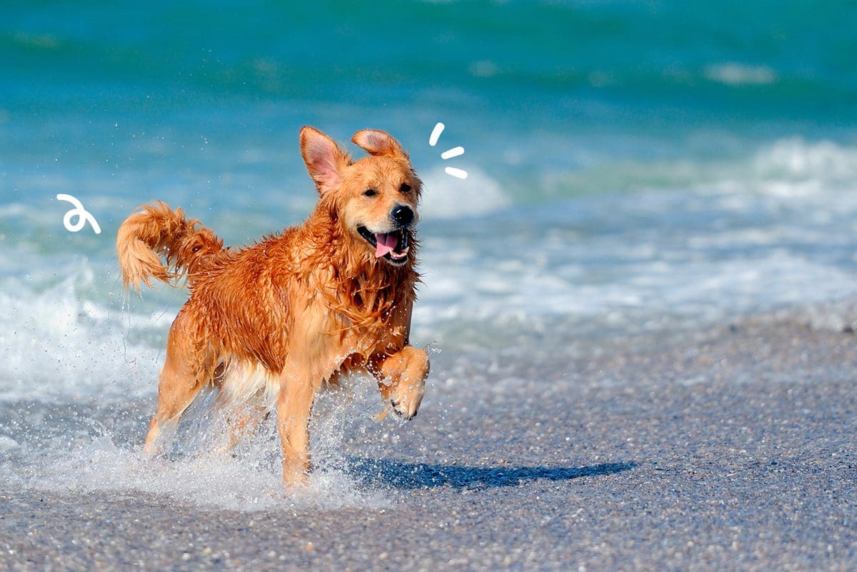 combater calor perros agua playa