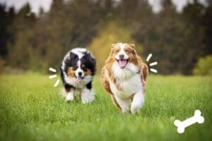 Condroprotectores para mascotas