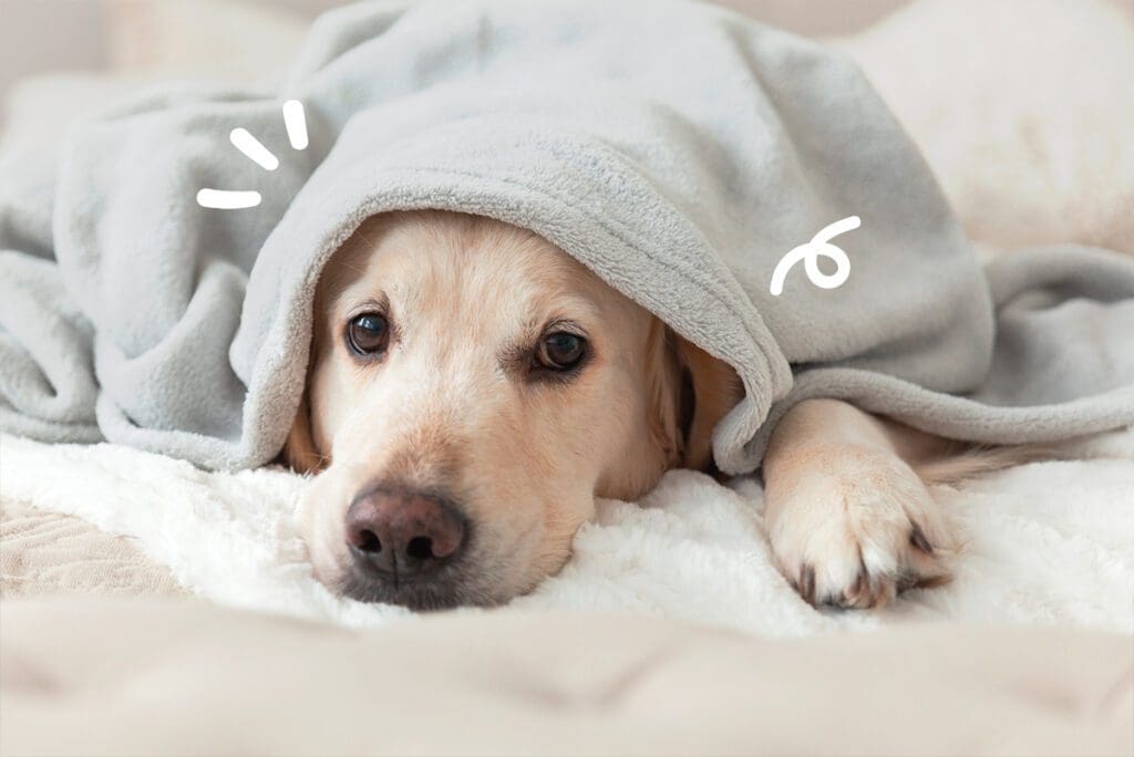 un perro en la cama que tiene frío
