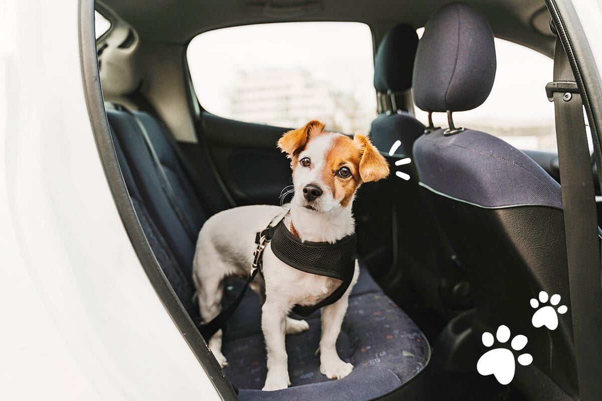 Viajar con tu perro será más fácil con estos asientos y carritos