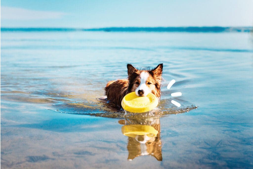 perro en la playa maikai pets