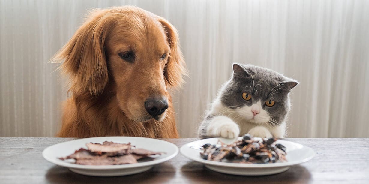 Alimentacion natural para perros y gatos