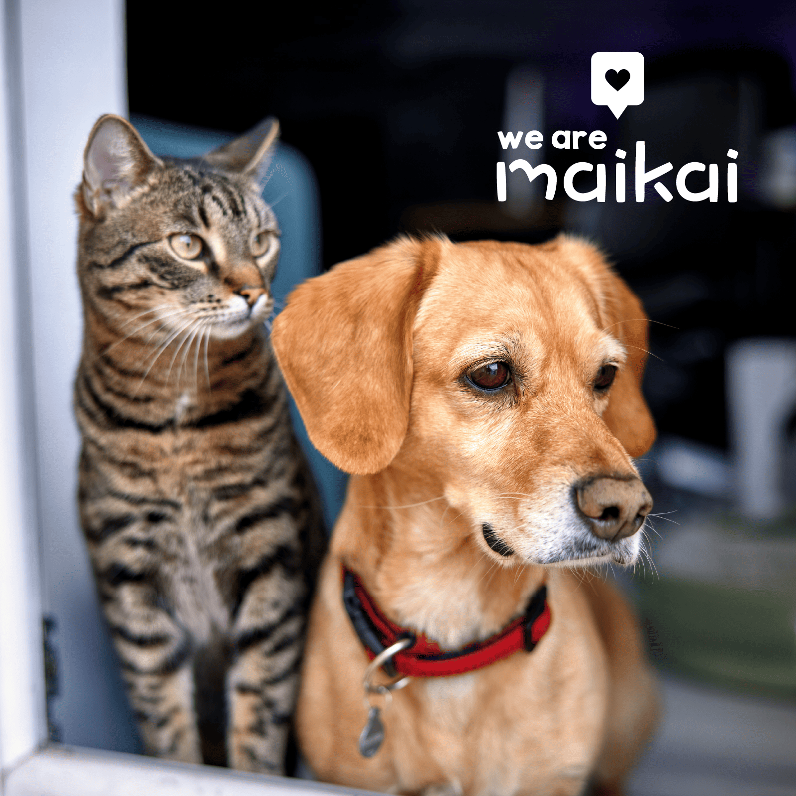 GREEN-LIPPED MUSSELS