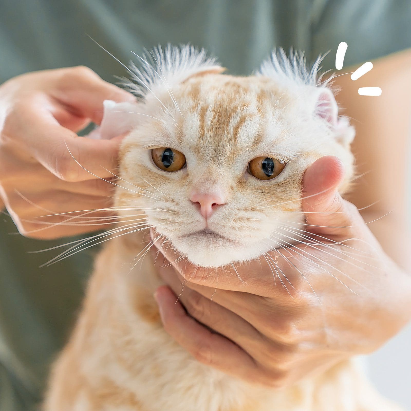 Calox limpiador oídos natural, para perros y gatos - MASCOTAMODA