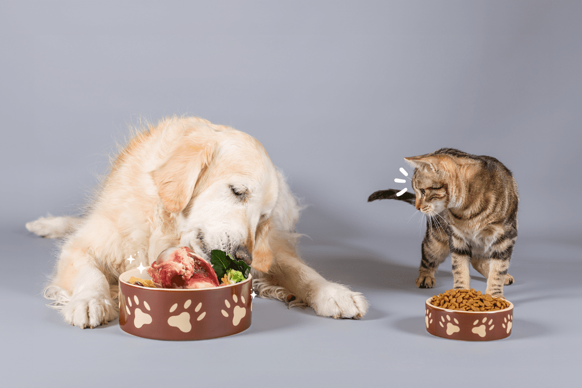 La importancia de la alimentación en los perros