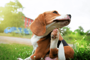 Omega 3 para perros