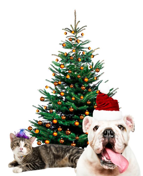 Gato con gorrito festivo y perro con gorro de papa noel delante del árbol de navidad