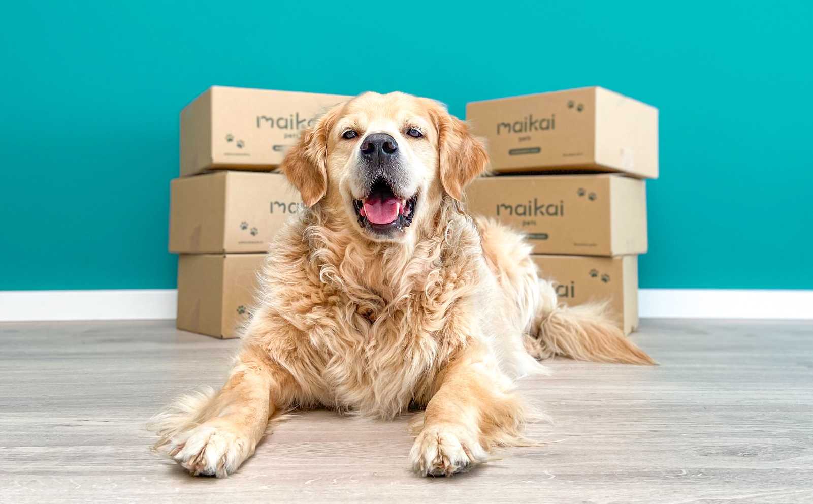 quienes-somos-maikai-pets-Danco-Dog Ceo